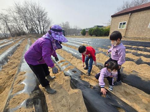 2026학년도 3월 감자를 심어요^^